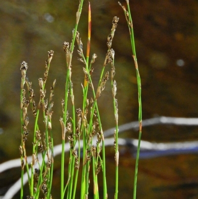 Lepyrodia muelleri