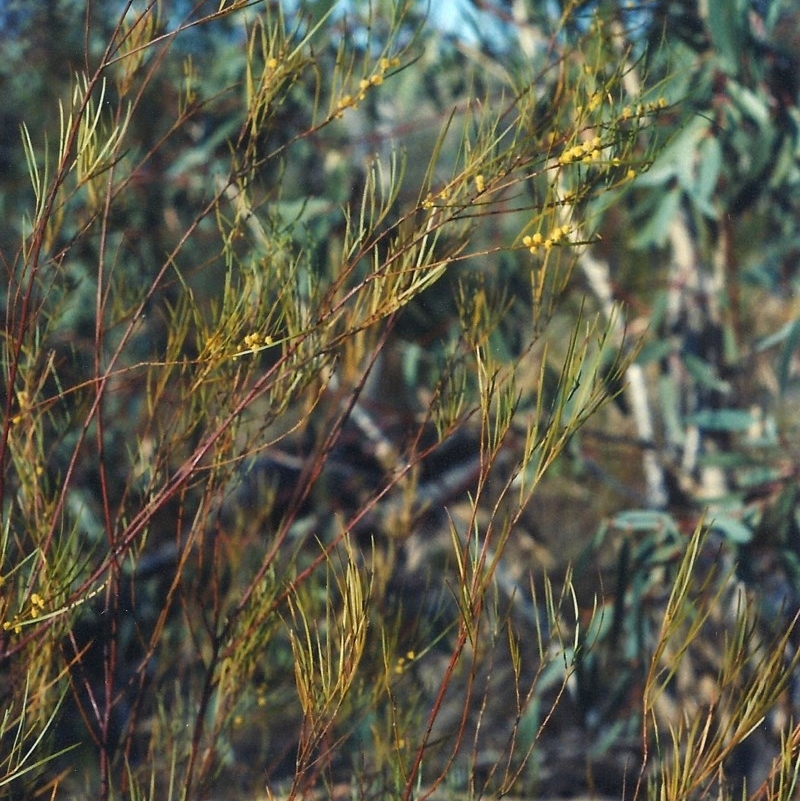 Acacia elongata