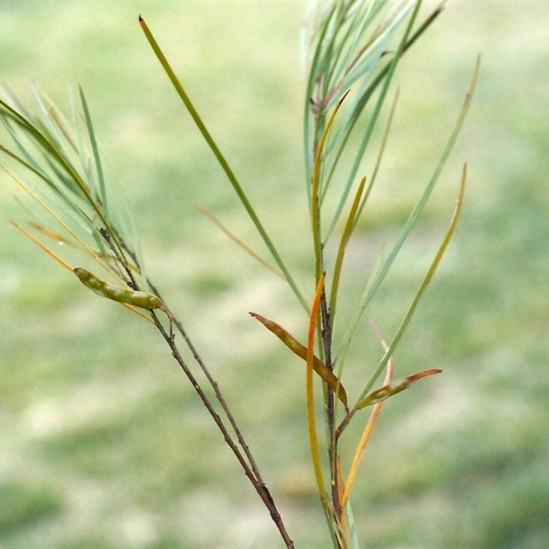 Acacia elongata