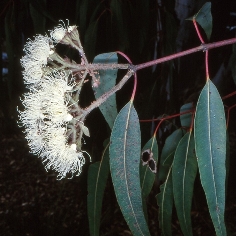 Angophora costata