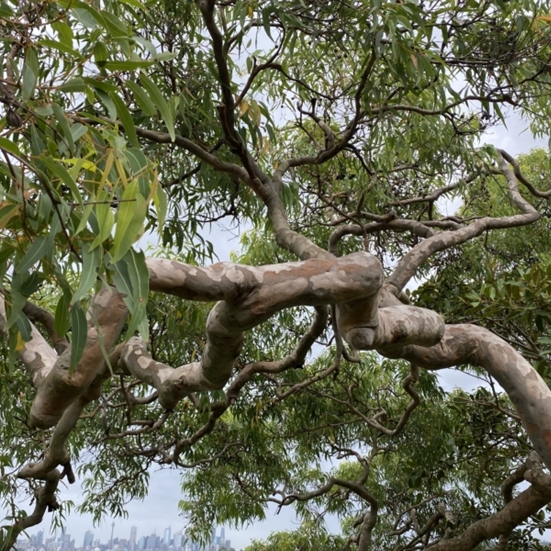 Angophora costata