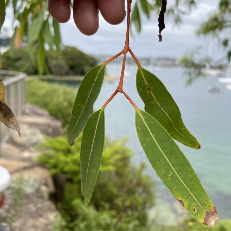 Angophora costata