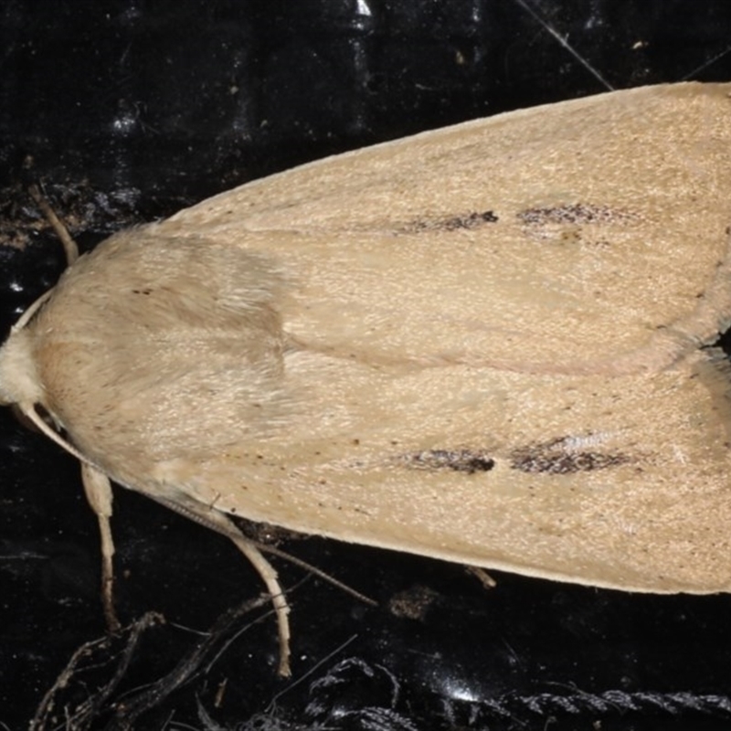 Leucania abdominalis