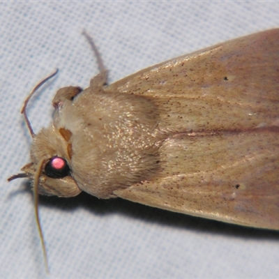 Leucania abdominalis