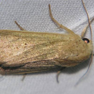 Leucania abdominalis