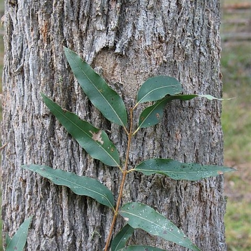 Angophora floribunda