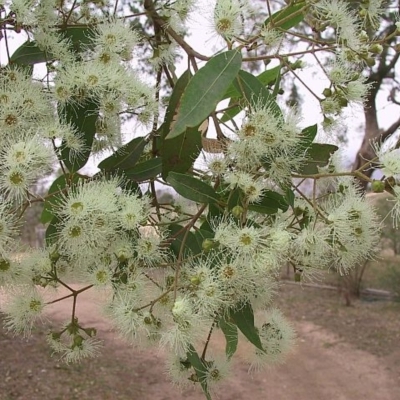 Angophora floribunda