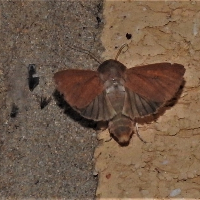 Leucania obusta