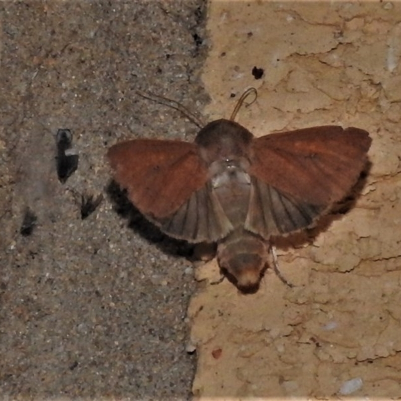 Leucania obusta