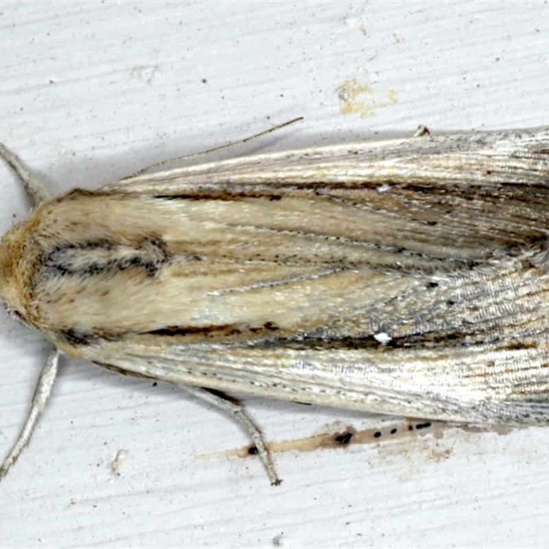 Leucania stenographa