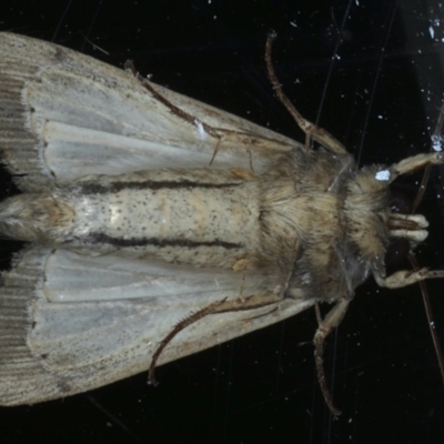 Leucania stenographa