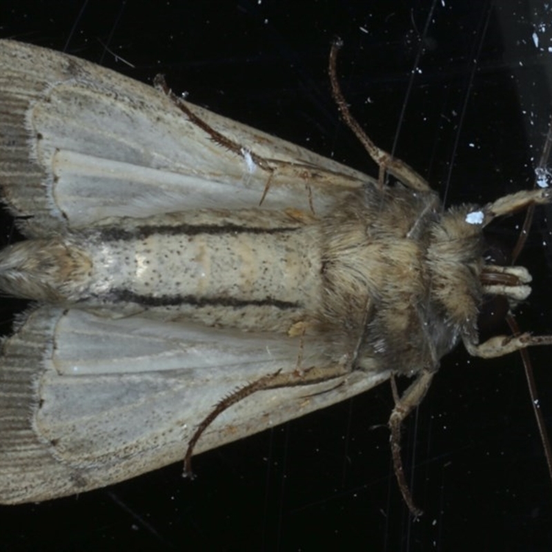 Underside