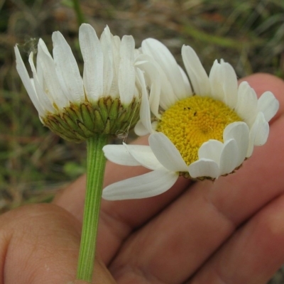 Leucanthemum vulgare