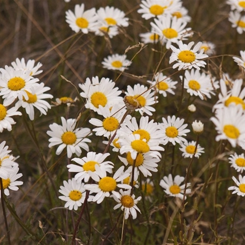 Leucanthemum vulgare