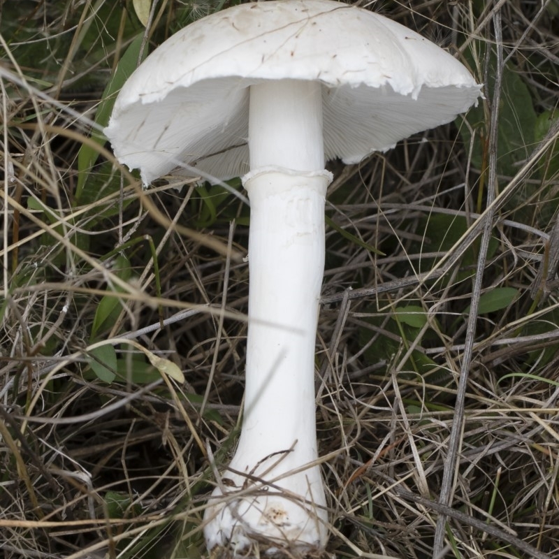 Leucoagaricus sp.