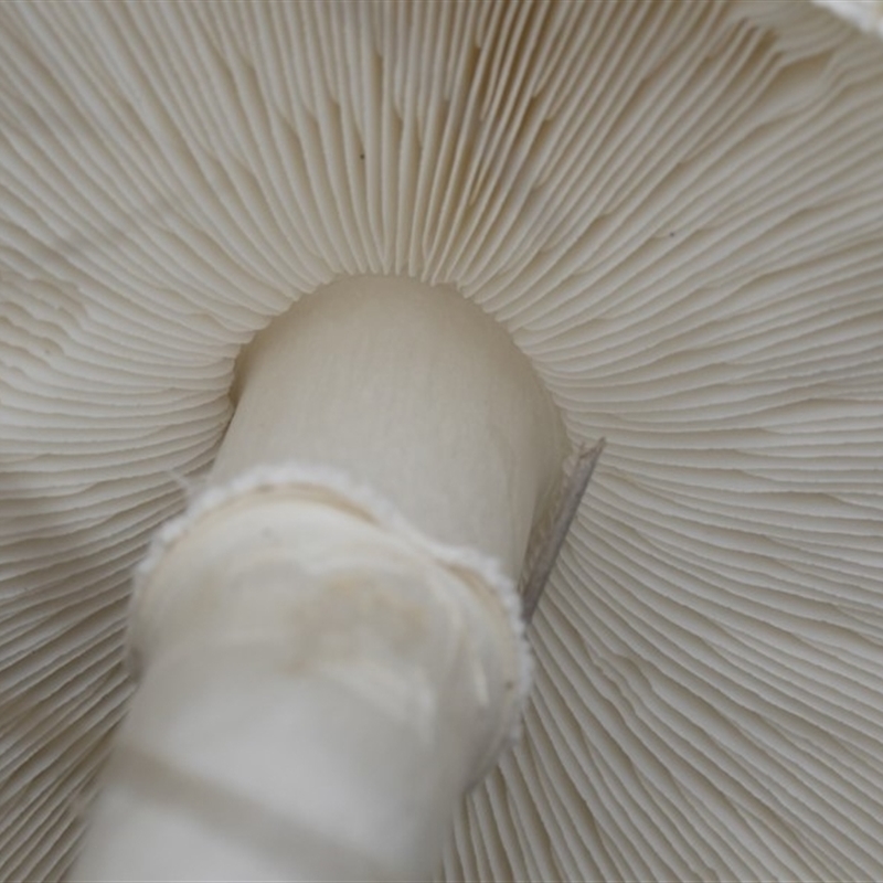 Leucoagaricus sp.