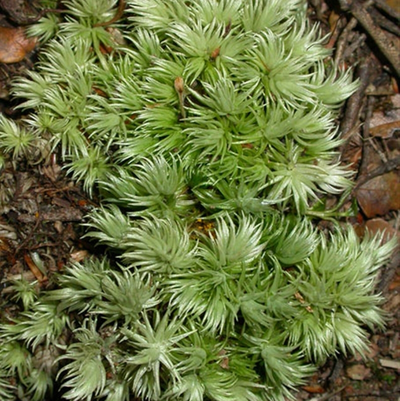 Leucobryum candidum