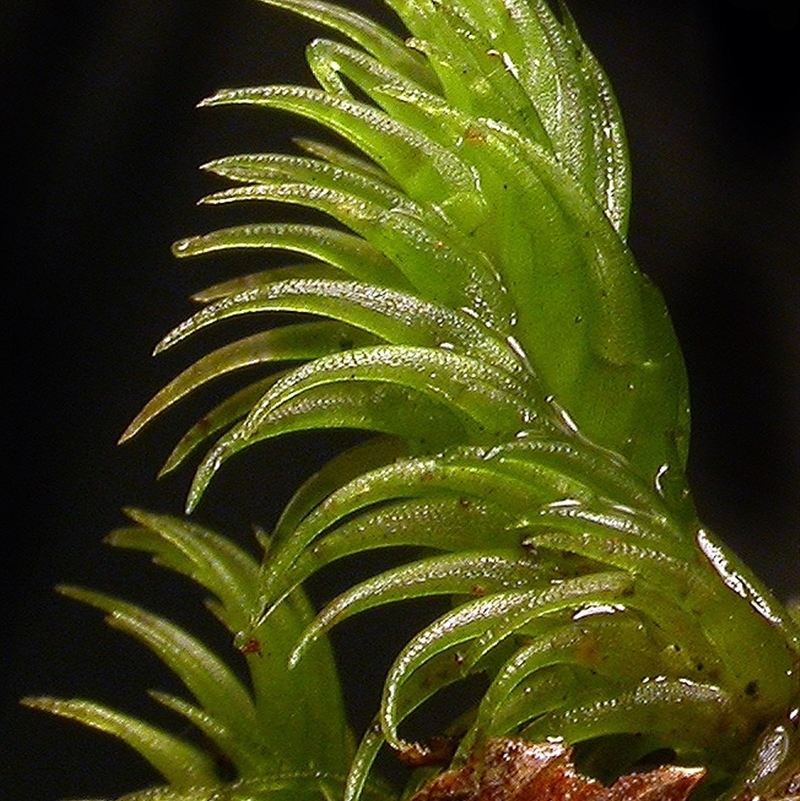 Leucobryum candidum