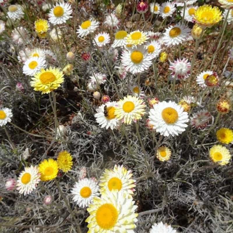 Leucochrysum albicans