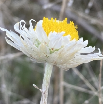 Leucochrysum albicans subsp. albicans