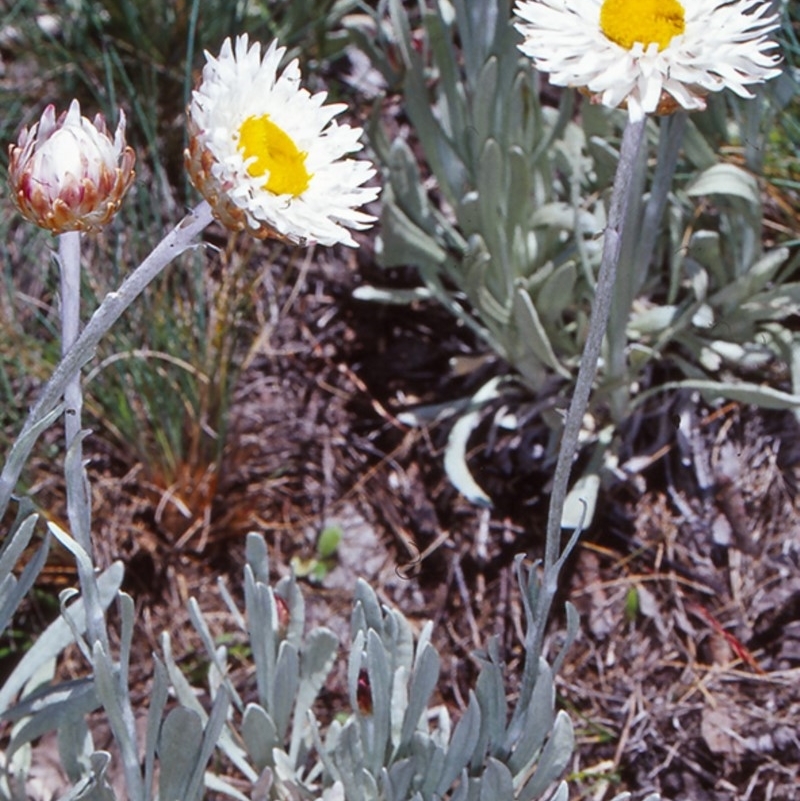 Leucochrysum alpinum