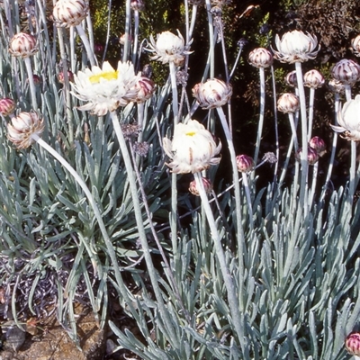 Leucochrysum alpinum