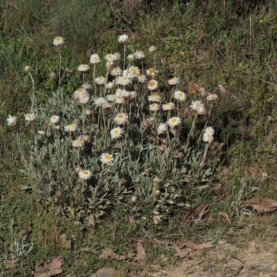 Leucochrysum alpinum