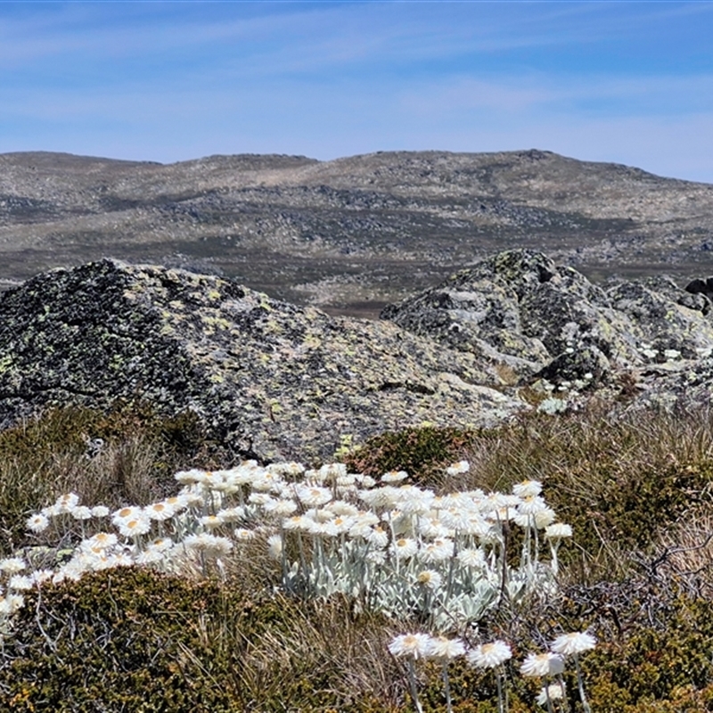 Leucochrysum alpinum