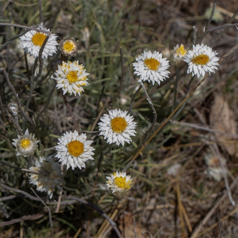 Leucochrysum sp.