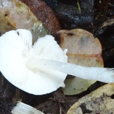 Leucocoprinus sp.