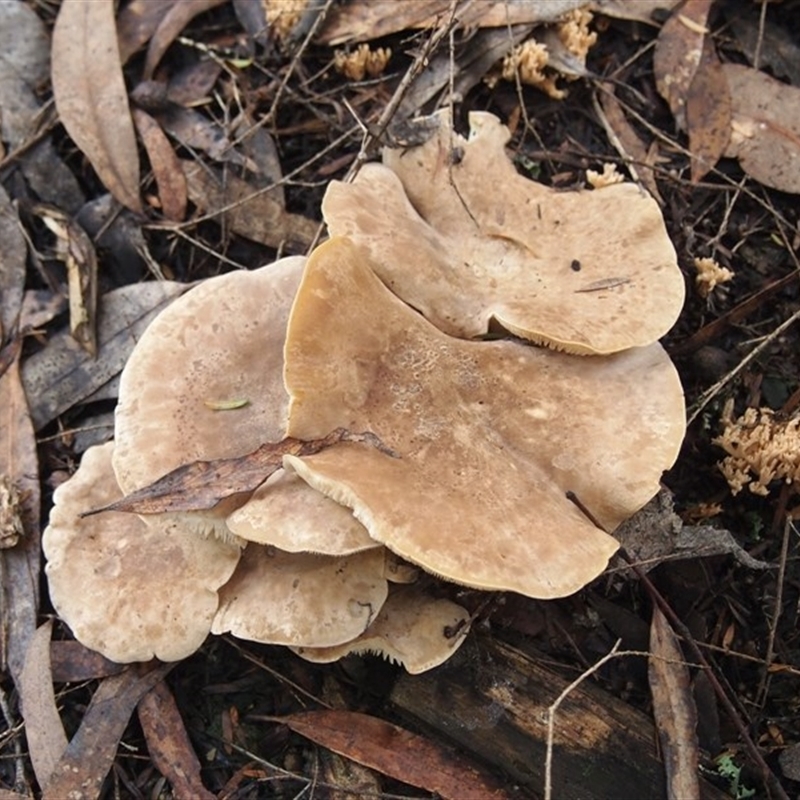 Leucopaxillus eucalyptorum