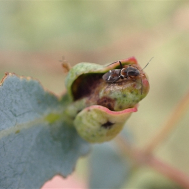 Leucophoroptera sp. (genus)