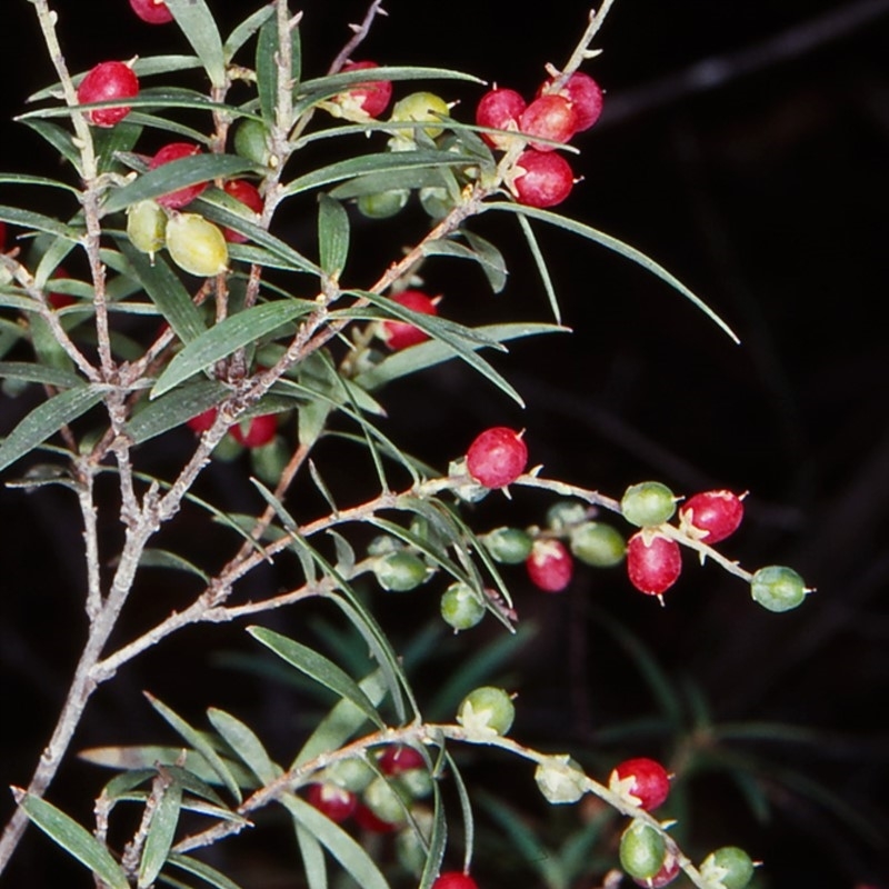 Leucopogon affinis