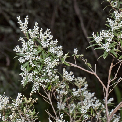 Styphelia affinis