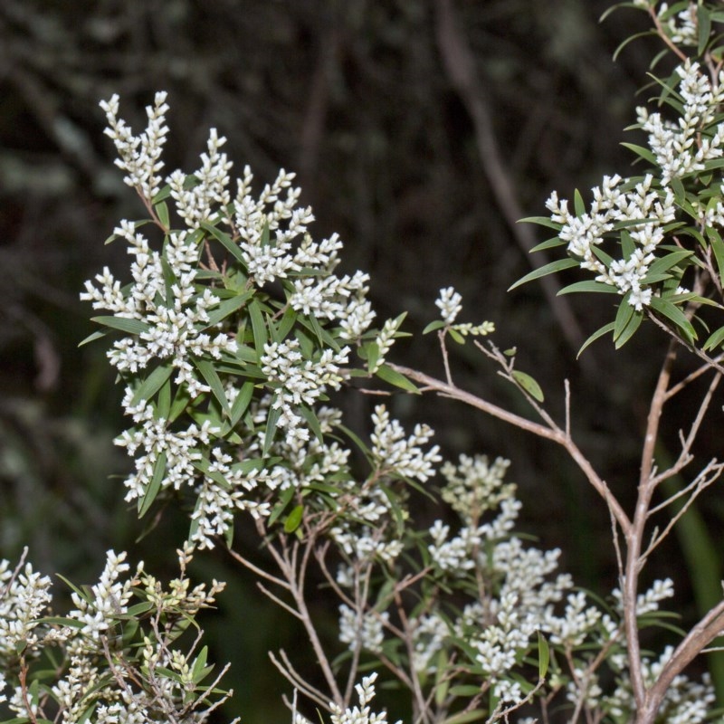 Leucopogon affinis