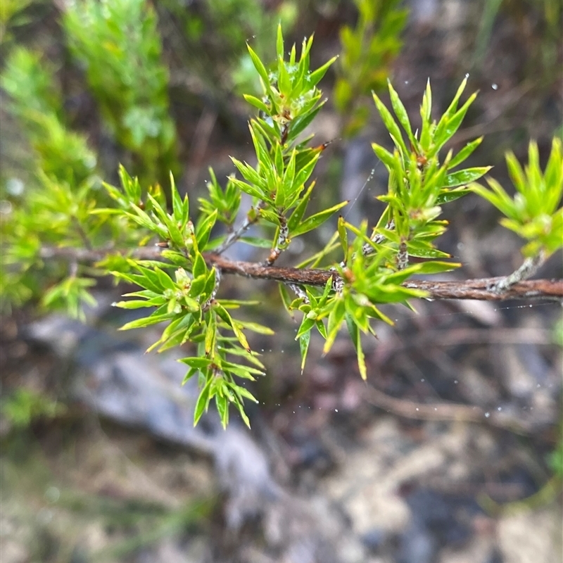 Leucopogon appressus