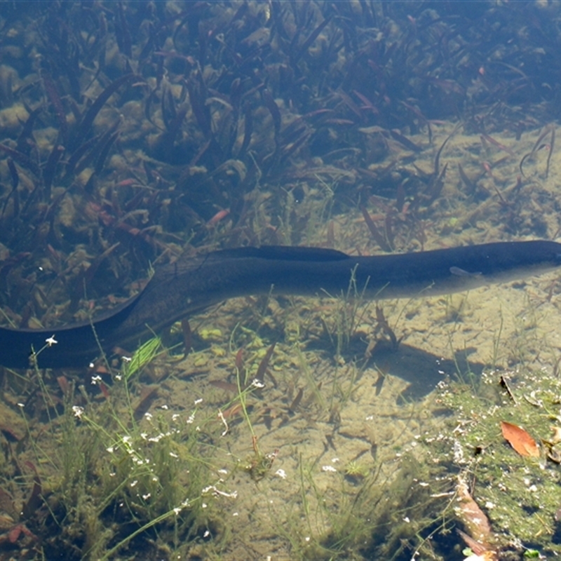 Anguilla reinhardtii