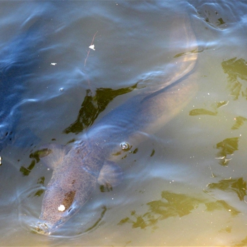 Anguilla reinhardtii