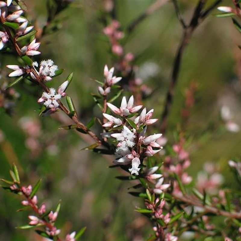 Styphelia ericoides