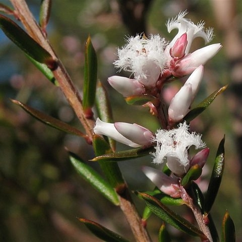 Styphelia ericoides