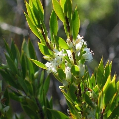 Leucopogon esquamatus