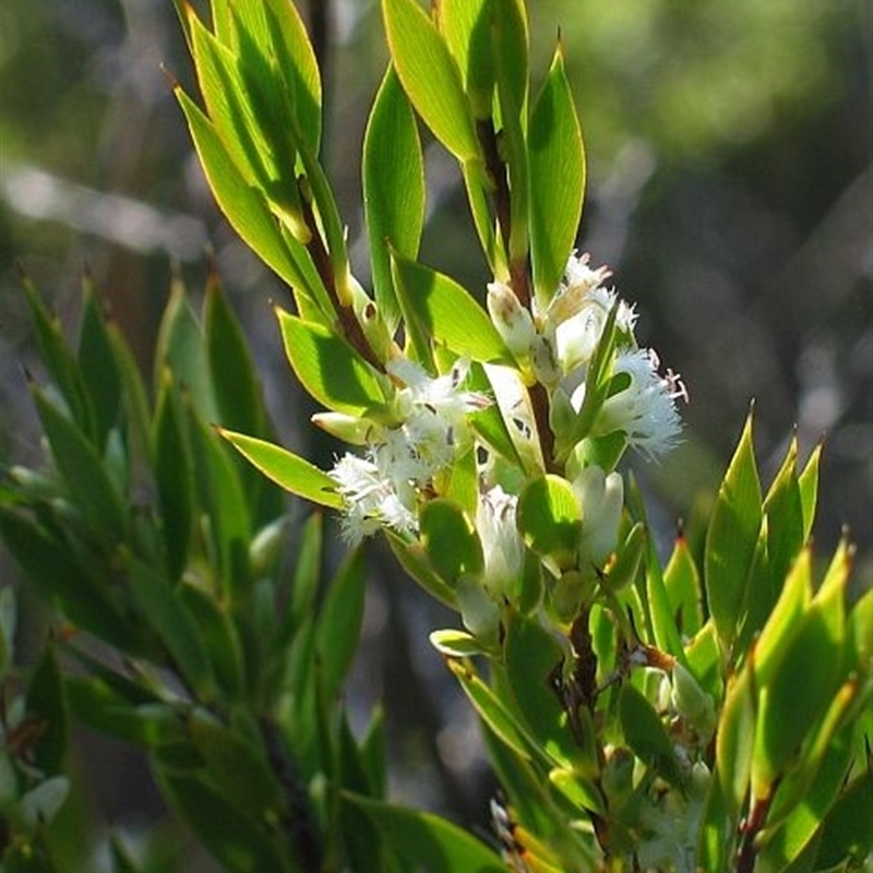 Leucopogon esquamatus