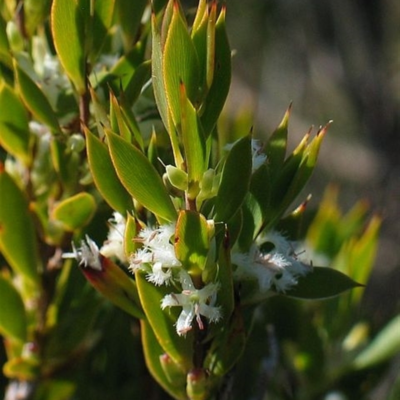 Leucopogon esquamatus