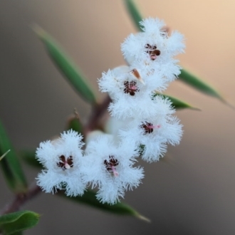 Leucopogon fletcheri subsp. brevisepalus