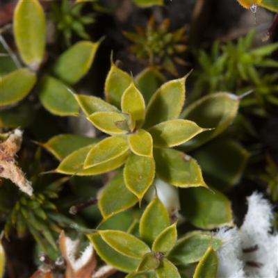 Leucopogon fraseri