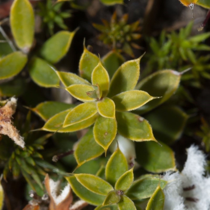 Styphelia nesophila