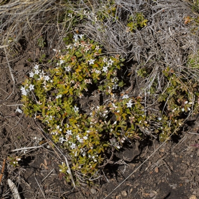 Styphelia nesophila