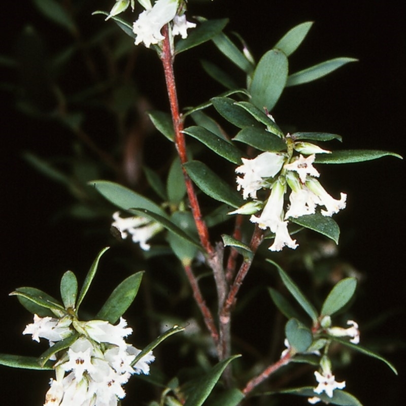 Leucopogon gelidus