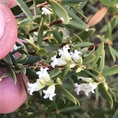 Leucopogon gelidus