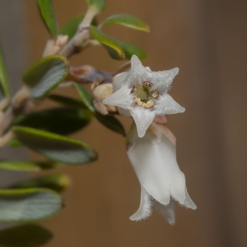 Leucopogon gelidus